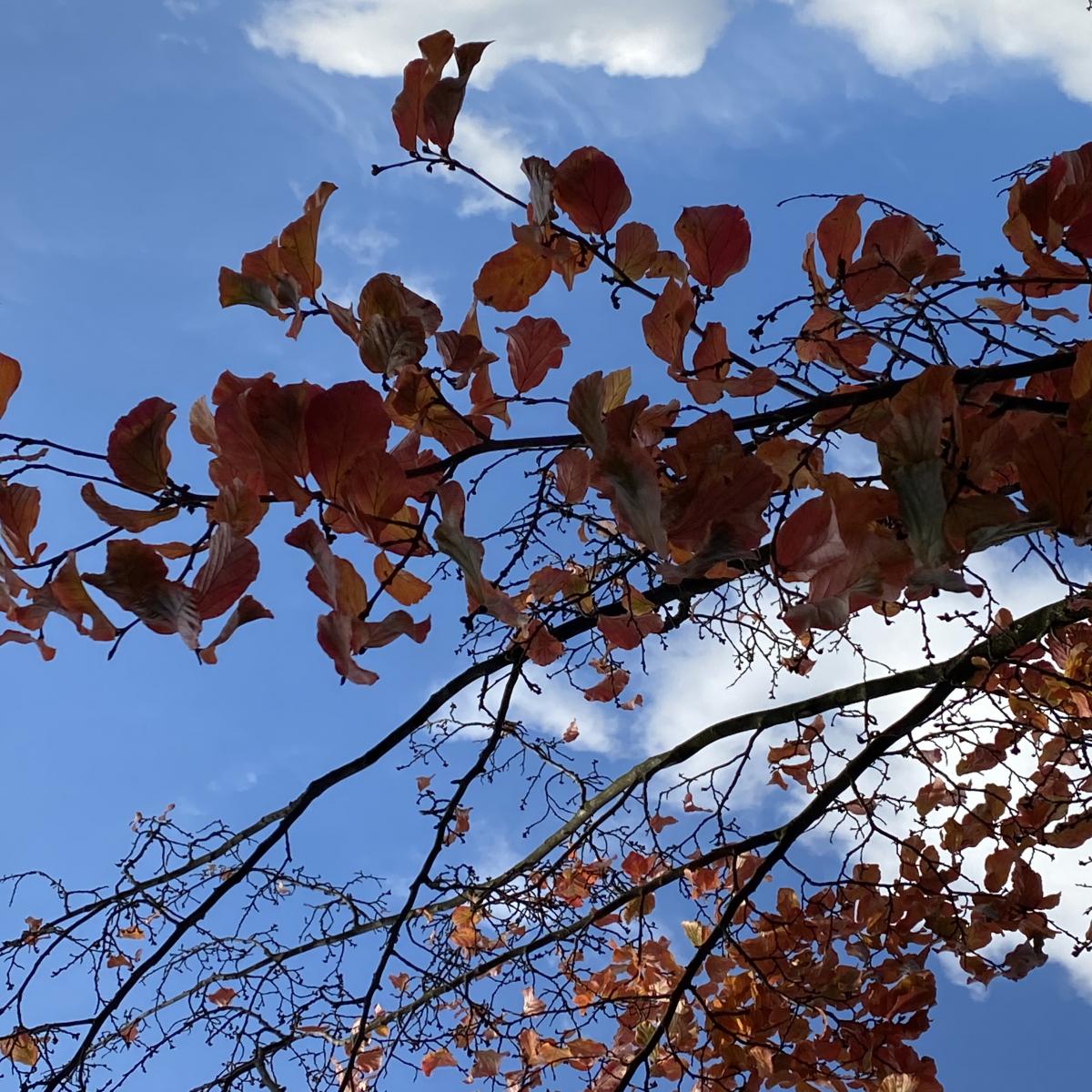 Herbstsingen